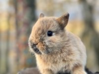 Netherland dwarf cüce tavşan yavruları