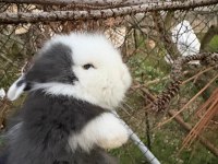 1 aylık hollanda lop tavşanı