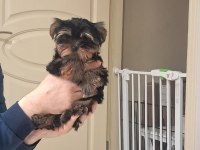 3.5 aylık yorkshire terrier bebeklerimiz