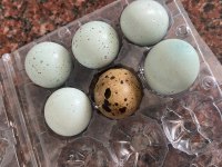 Kuluçkalık bıldırcın yumurtası