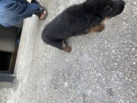 BABA ŞECERELİ ALMAN KURDU YAVRULARI