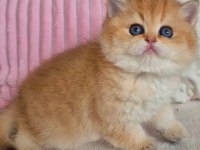 Muhteşem golden british shorthair