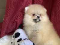 Yakışıklı bir erkek pomeranian
