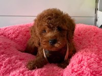 Irk Ve Saglık Garantili Poodle Yavrularımız