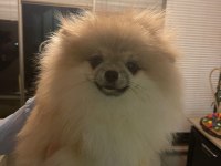Pomeranian adım çiçek