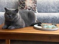 British Shorthair Dişi