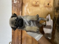 Safkan pug mops yavrular