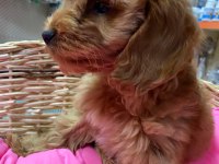 İSTANBUL KÖPEK ÇİFTLİĞİ GERÇEK COCKAPOO YAVRULAR