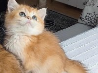 A KALİTE golden british shorthair bebekler
