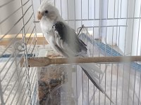 Satılık sultan papağanı