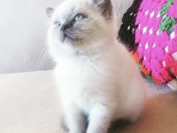 Ev ortamın da büyütülmüş british shorthair pofidikler