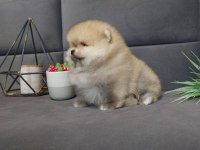 Teddy bear boo yavrular taksitle heryere gönderilir 