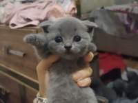 yavru scottish fold