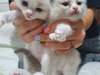 FULL ŞECERELİ SEAL VE BLUE BICOLOR RAGDOLL YAVRULARI