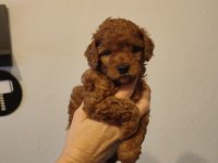 Toy poodle yavrular 2 kg mi geçmez