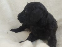 Siyah Poodle İnci Gibi Güzellikler