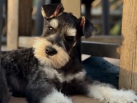 Miniature Schnauzer Black and Silver (FCI Pedigree)