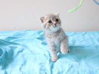 Muhteşem Scottish Fold Bebekler