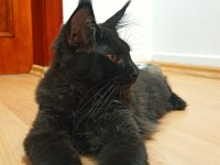 Dernek kayıtlı full şecereli aşıları tamam maine coon erkek