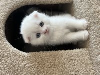 İki aylık scottish fold bebişler sahiplendirilecektir