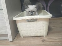 Safkan Ragdoll 4 aylık dişi