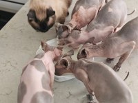 Safkan Sphynx Dişi ve erkek Efsane kediler son 5 adet