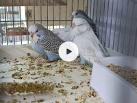 REZERVEYE AÇIK JUMBO MUHABBET KUŞU YAVRULAR