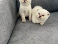 Ayı Suratlı Scottish fold yavrularim