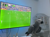 Konuşan jako papağanı