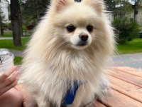 Pomeranian Oğlumuz Latte