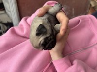 Safkan orjinal pug