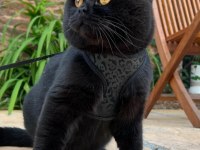 SİMSİYAH KADİFE YAVRU KEDİMİZ PUMA TESLIME HAZIR