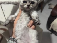 Dört adet scottish fold erkek dişi