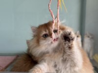 Show kalite golden longhair british yavrularımız