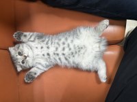 Ücretsiz Sahiplendirme Scottish Fold