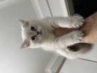 Ankarada Eşi Benzeri YOK British Longhair