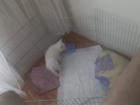 Pomeranian spitz