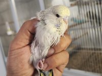 Show Jumbo Muhabbet Kuşları