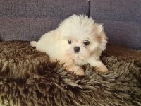 2.5 aylık orijinal kore maltese