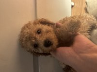 2 aylık Toy Poodle yavruları