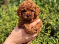 TOY POODLE BEBEKLERİM