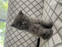 British Shorthair Kedimiz