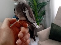 Uyguna yavru sultan papağanı