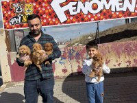 Toy Poodle Yavrular Her İle Gönderilir