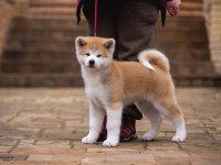 Japonların Gözbebeği Olan Japon Akita Yavruları 