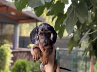 Dünyalar Tatlısı Merle Dachshund sosis bebeğimiz