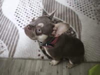 OYUNCU YAVRU FRENCH BULLDOG