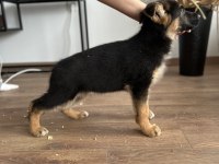 SHOWLİNE MÜTHİŞ ANATOMİ PİGMENT ALMAN ÇOBAN KÖPEKLERİ