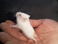 Hamster gonzales ve sryıa yavru ve yetişkin