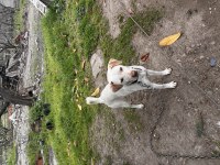 KÖPEĞİMİZİ ÜCRETSİZ SAHİPLENDİRMEK İSTİYORUZ